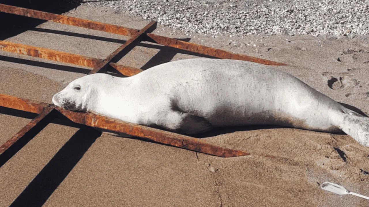 BELEK SAHİLİNDE AKDENİZ FOKU SÜRPRİZİ: OTEL ÇALIŞANLARI BALIKLA BESLEDİ
