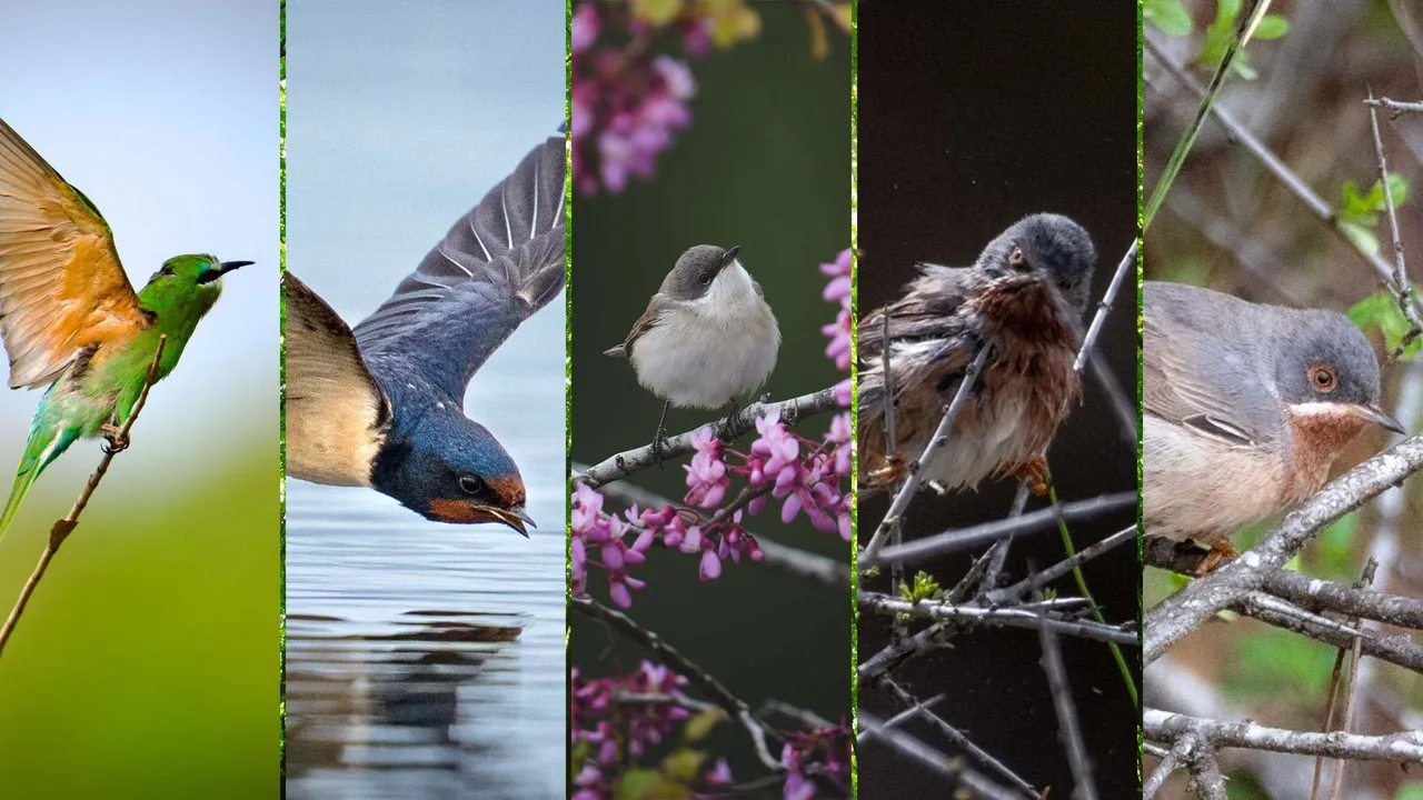 KUŞ GÖZLEMCİLER ANTALYA’DA BULUŞTU: 3 GÜNDE 120 TÜR