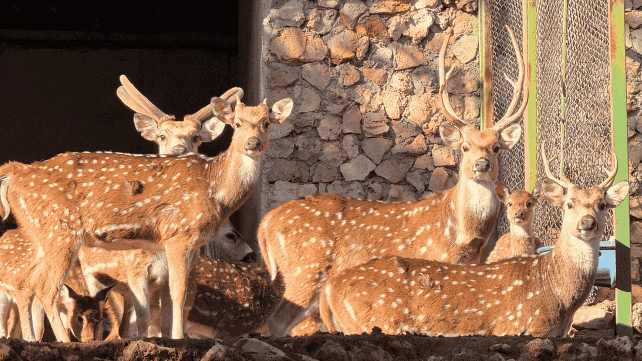 ANTALYA DOĞAL YAŞAM PARKI’NDA 2026’NIN İLK YAVRUSU DÜNYAYA GELDİ