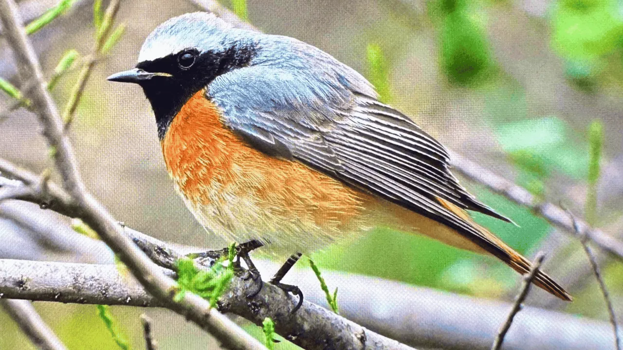 GÖÇ ROTASINDA ANTALYA: 3 GÜNDE 103 TÜR TESPİT EDİLDİ