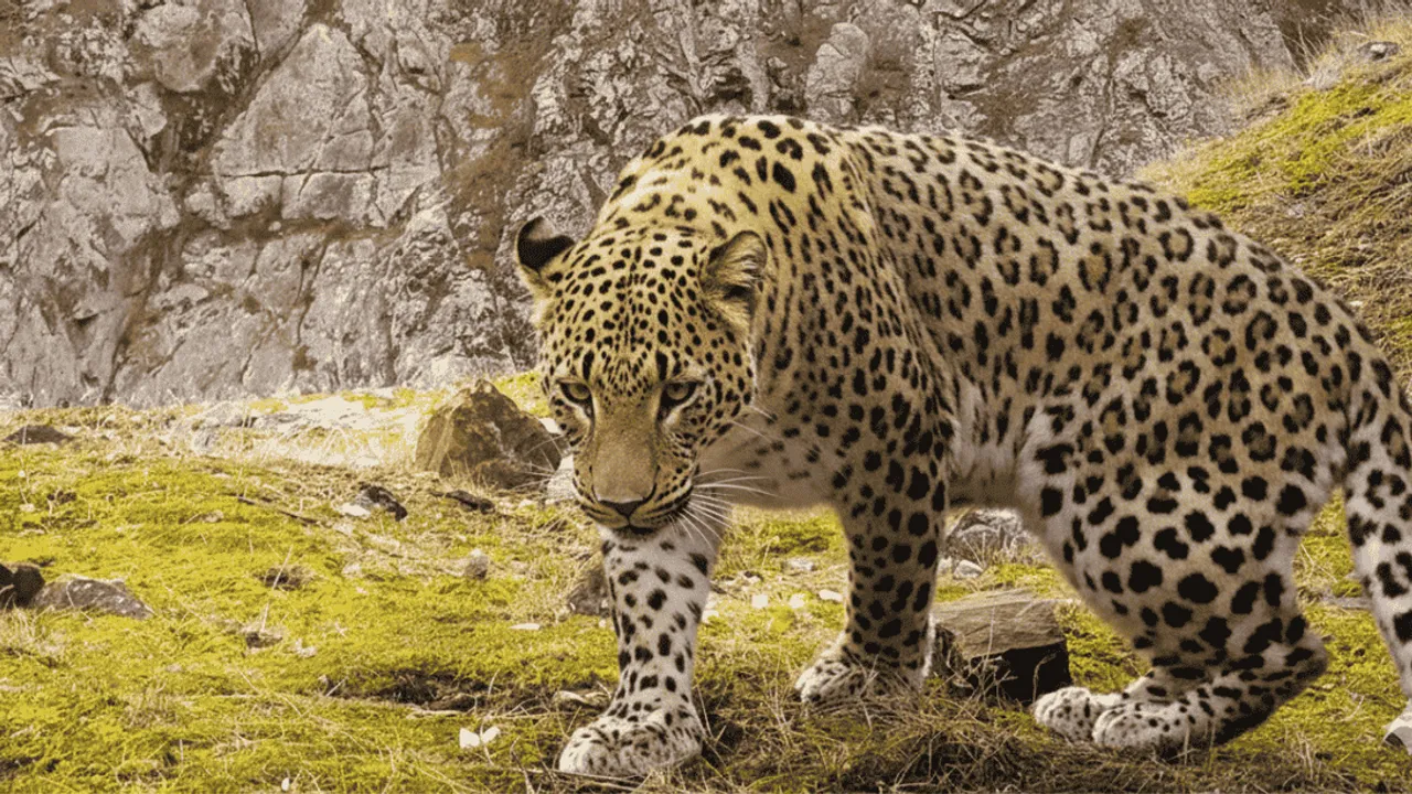 ANADOLU PARSINA ZARAR VERMENİN CEZASI 45 MİLYON TL