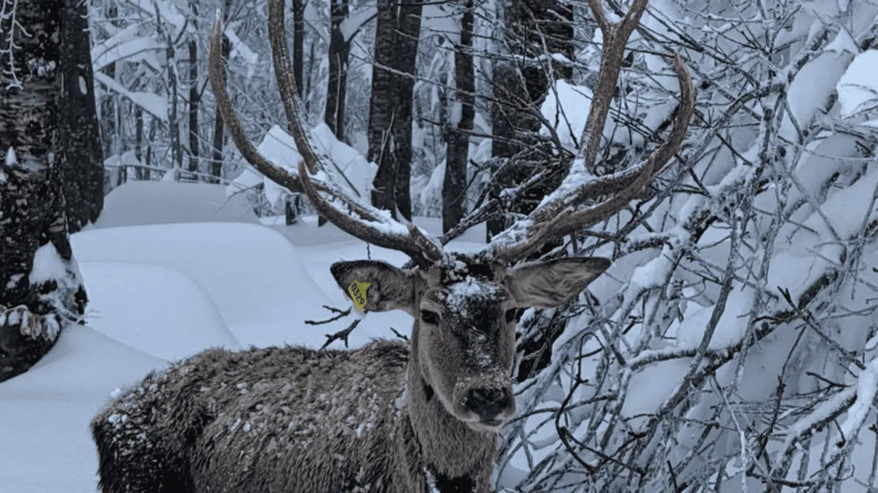 KARTEPE’DE KIŞ MANZARASI: KARLA KAPLI KUZUYAYLA’DA KIZILGEYİK