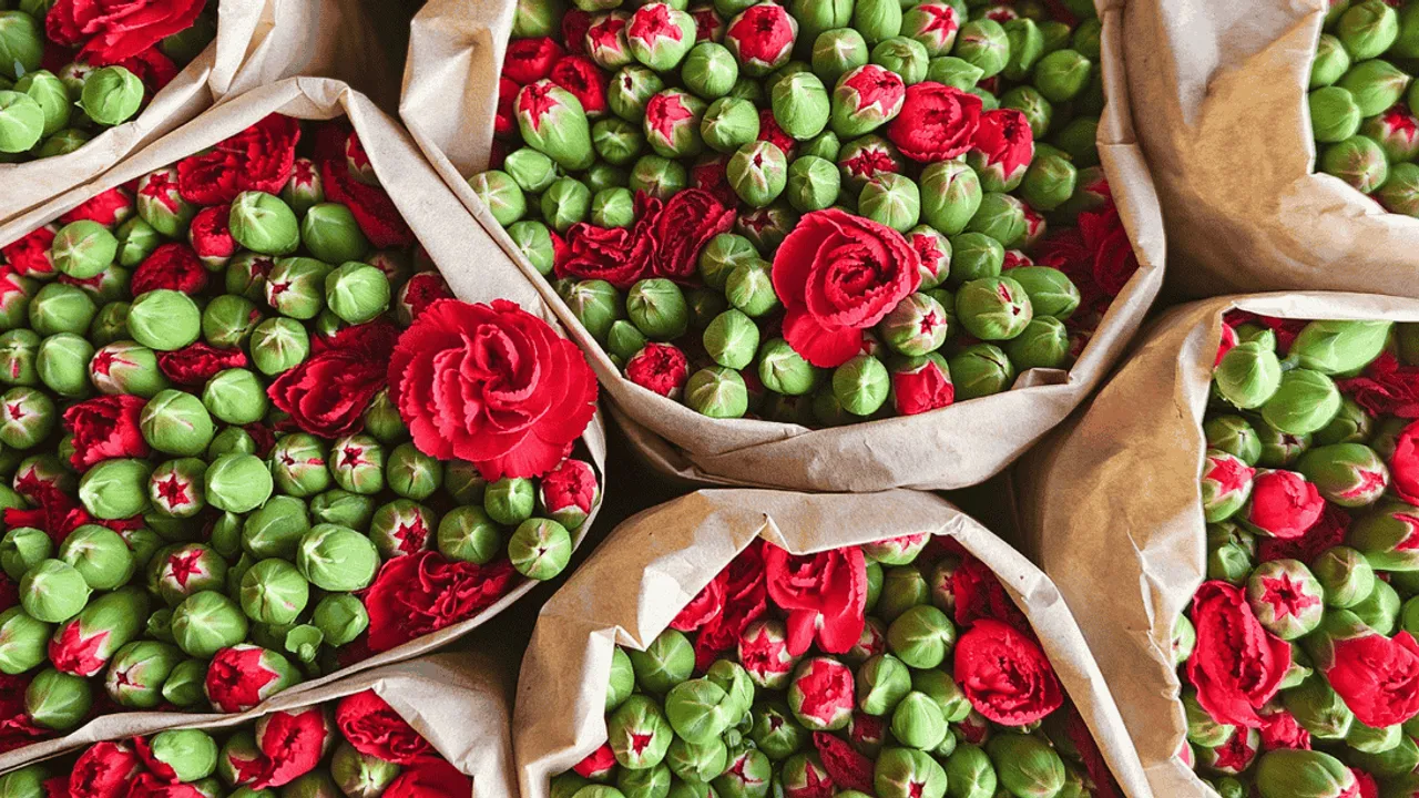 TÜRK ÇİÇEKLERİ AVRUPA YOLUNDA: YILBAŞI İHRACATI 12 MİLYON DOLARI AŞACAK