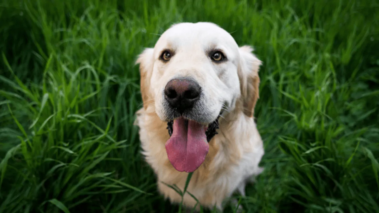 TURİST KÖPEKLERE GÜNLÜK VERGİ UYGULANACAK