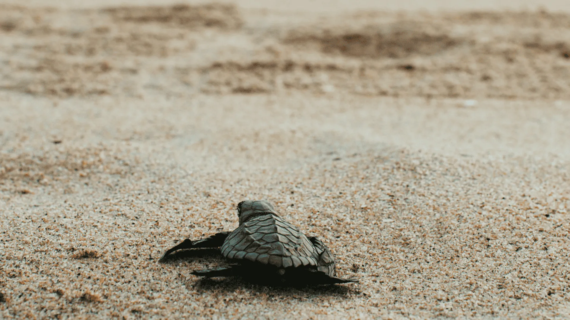 'CARETTA YUVALARI, PARA KARŞILIĞI TURİSTLERE AÇILIYOR'