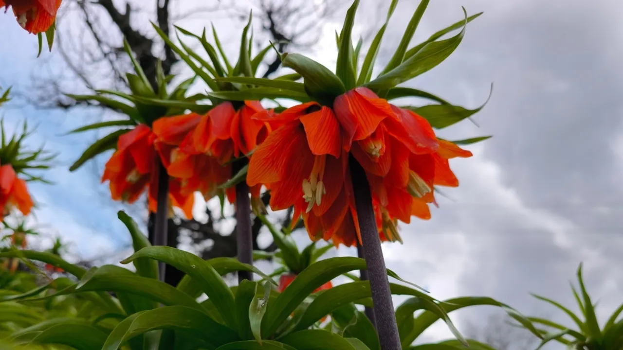 SASON’DA TERS LALELER YOĞUN İLGİ GÖRÜYOR