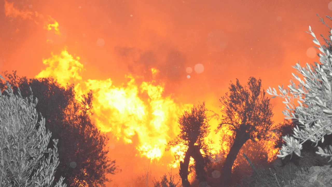 ANTALYA'DA ORMAN YANGINI