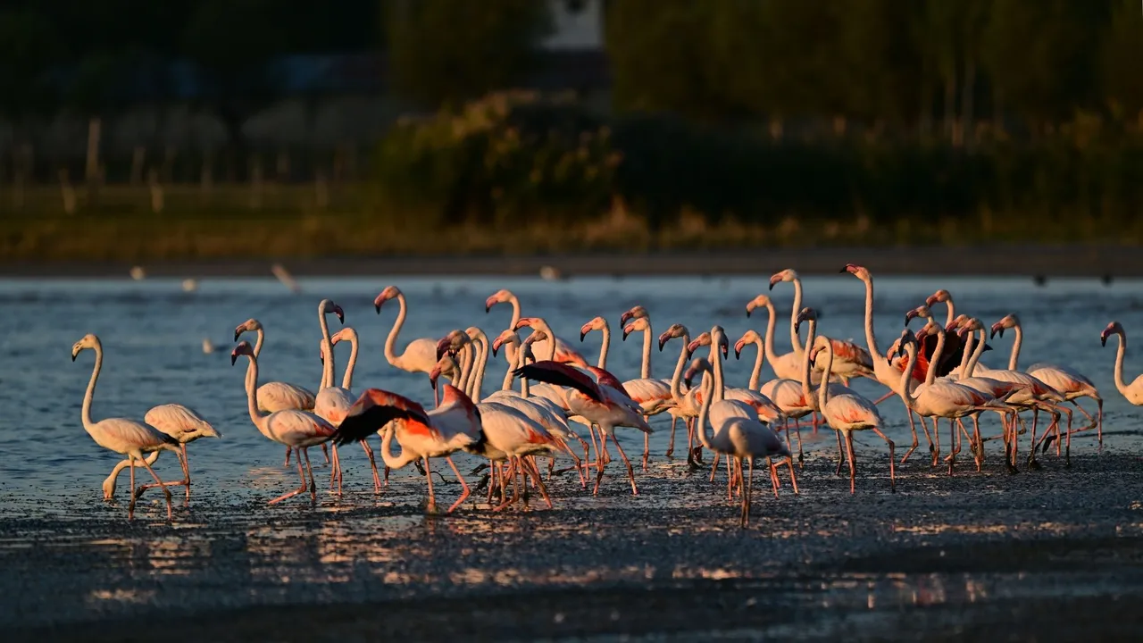 VAN’DA FLAMİNGOLAR İÇİN 7/24 KORUMA